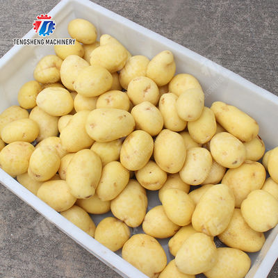Wash Washer Washing Cleaning processing production Destoning Supplying soybeans  Potato Carrot Taro Sweet potato Yam Saiko persimmon Sealed cover brush peeling machine
