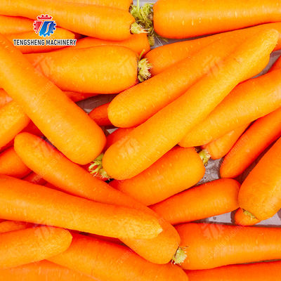 Fruit Orange Vegetable Leaves Vegetables sward beans  soybeans  green beans  chickpeas beans  red beans  mung beans  green peas beans canning Potato Screw shaft brush machine